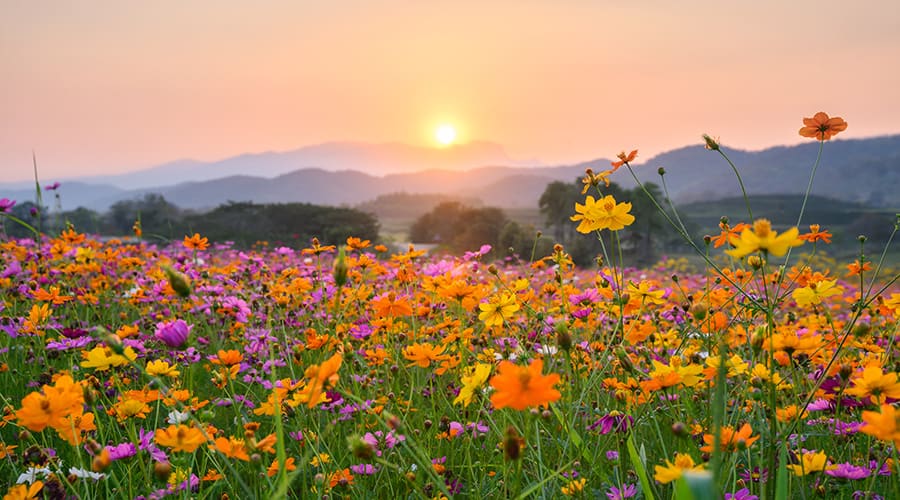 Fresh Marketing Ideas for this Coming Spring