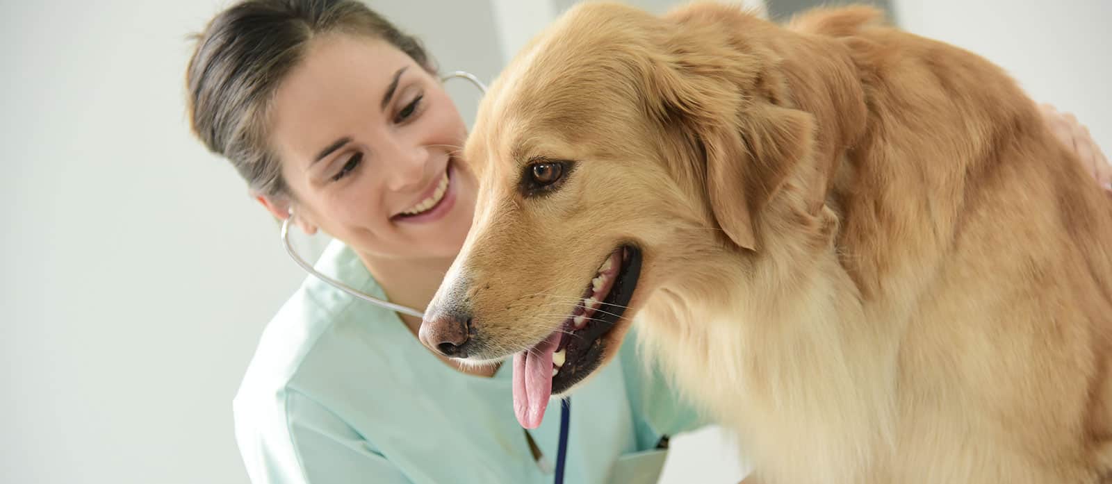 Telehealth in Veterinary Medicine: Innovations and Challenges