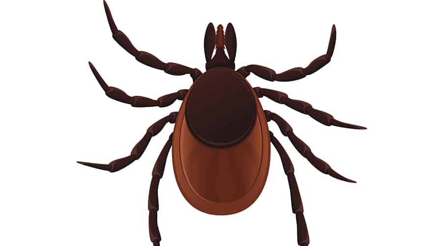 The Clock is Tick-ing: Update on Tickborne Diseases for 2019