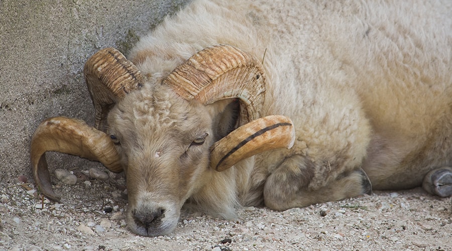 Infectious Diseases A to Z – Q Fever