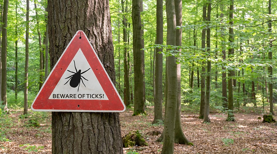 Powassan Virus Tagged as ‘Deadlier Than Lyme Disease’