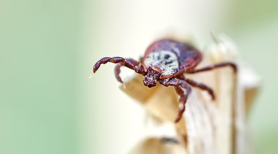 Vector-Borne Diseases and How to Avoid Them
