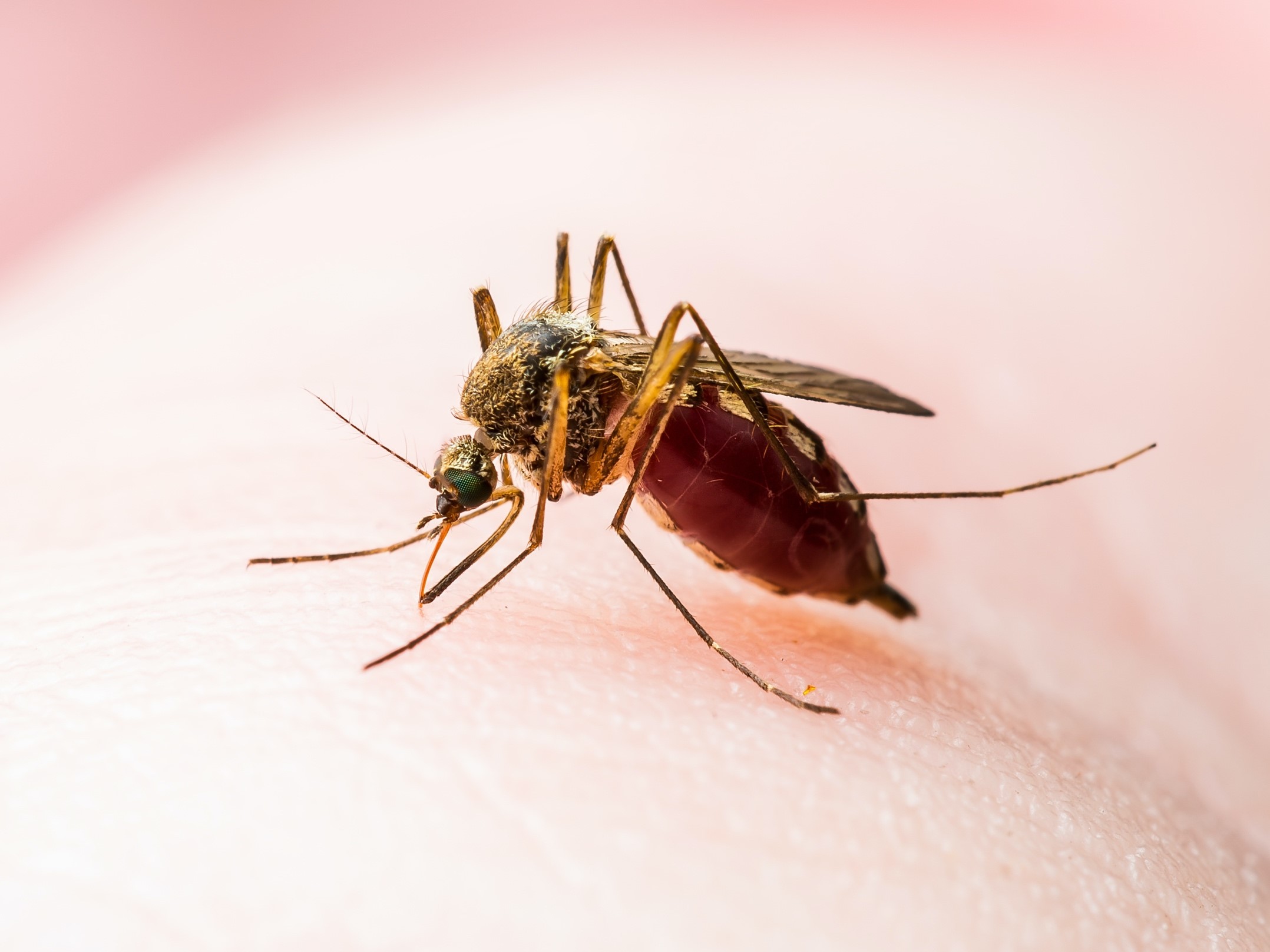Impact of Climate Change on Parasitic Infections