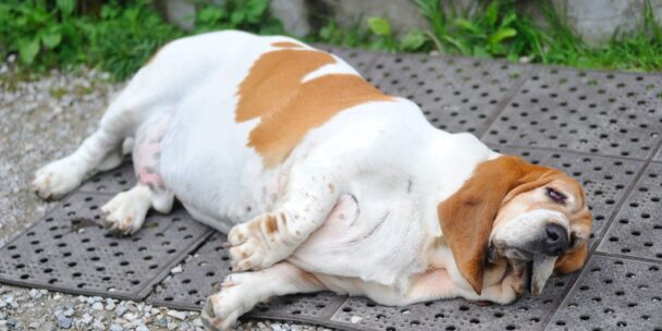 Pet Obesity Prevention: How Can Veterinarians Help