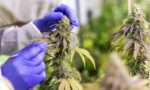 Understanding the Unintended Effects of Cannabis
