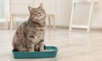 How to Treat Feline Inappropriate Elimination