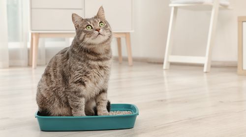 How to Treat Feline Inappropriate Elimination