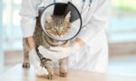 Feline Leukemia Virus: What Vets Should Know