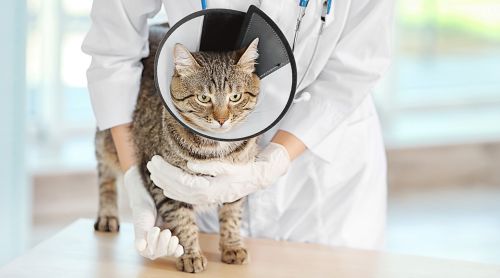 Feline Leukemia Virus: What Vets Should Know