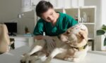 Emerging Trends in Veterinary Pharmacology