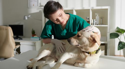 Emerging Trends in Veterinary Pharmacology